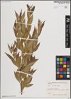 Foto von Salix excelsa S. G. Gmel.